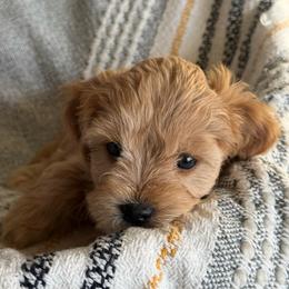 Rocky - male Cavapoochon puppy in Mt. Pleasant, Iowa from Platinum Premier Puppies