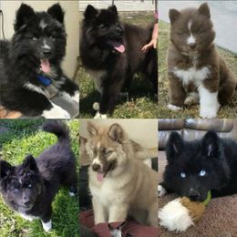 Siberian Husky Puppies from Alpine Tails