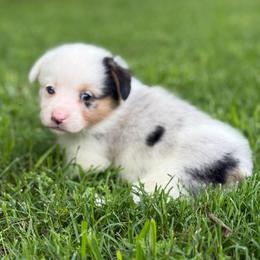 MisMark Merle 1700 - Blue merle and white female American Corgi puppy in Nashville, Arkansas from Whisenhunt Farms