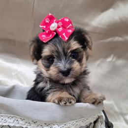 Mabel - Black & tan tri-color female Morkie puppy in Monticello, Iowa from Ashley’s Puppies