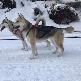 Lotus - Siberian Husky
