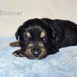 Boomer - Black tri-color male Australian Shepherd puppy in Owensboro, Kentucky from JnT's Bluegrass Mini Aussies