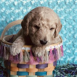 Bernedoodle and Labradoodle Puppies from Royal Doodles