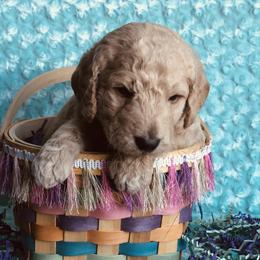 Bernedoodle and Labradoodle Puppies from Royal Doodles