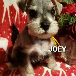 Miniature Schnauzer Puppies from Mountain View Schnauzers