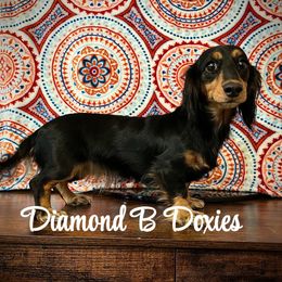 Josie - Dachshund