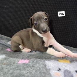 Indy - Seal female Italian Greyhound puppy in Parsons, Kansas from Feathered Cactus Farm