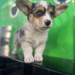 Merle girl reserved off good dog pd deposit $250 - Blue merle and white American Corgi puppy in Willcox, Arizona from C spear Corgis