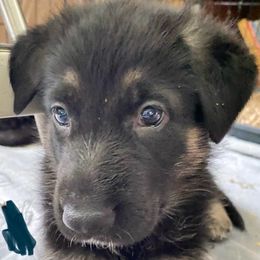 Black collar - Black and tan German Shepherd puppy in Vernon, Connecticut from Bartlett's German Shepherds