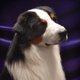 Mamba - Australian Shepherd