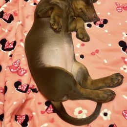 Dachshund Puppies from Sausagedog-NYC