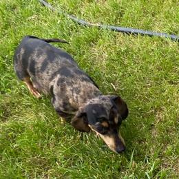 Pippy - Dachshund