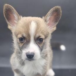 Teddy - White and red male Pembroke Welsh Corgi puppy in Tomball, Texas from Larsen Loved Corgis