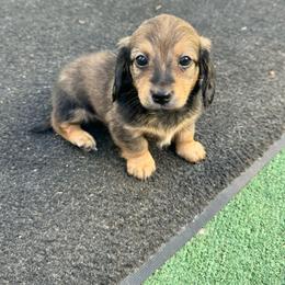 Torch - Red male Dachshund puppy in Ceres, California from Rockin' M’s LilBitty Dachshunds (LBD)