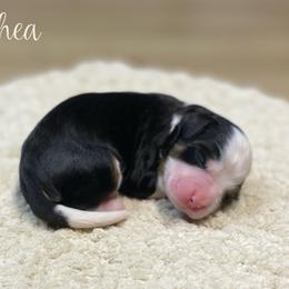 Rhea - Tri-color female Bernedoodle puppy in Henry, Illinois from Rowe Farms Doodles