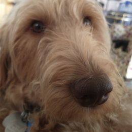 Kayliegh - Labradoodle