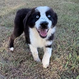 Anthony (BBM) - Black & white male Australian Shepherd puppy in Hubbard, Texas from Poston Paddock Aussies LLC