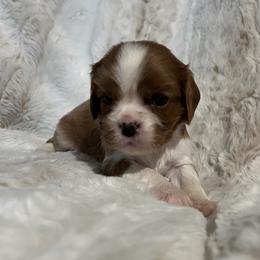 Scooby Doo - Blenheim male Cavalier King Charles Spaniel puppy in Eastvale, California from Furever After Cavaliers