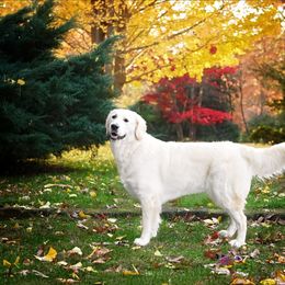 Gemma - Golden Retriever
