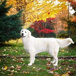 Gemma - Golden Retriever