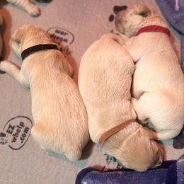 Boy 3 - Golden Retriever puppy in Moses Lake, Washington from Mae Valley Sweethearts Golden Retrievers