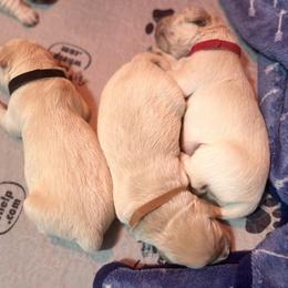 Boy 3 - Golden Retriever puppy in Moses Lake, Washington from Mae Valley Sweethearts Golden Retrievers
