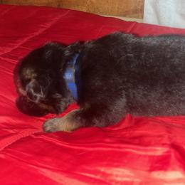 Blue - Black and red male German Shepherd puppy in Carbondale, Kansas from T and M Elite Europeans German Shepherds