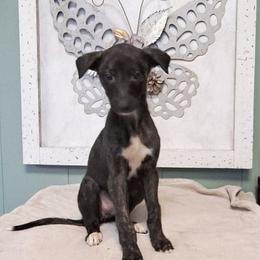 Female 2 - Black brindle and white female Greyhound puppy in Eldora, Iowa from River Valley Canines