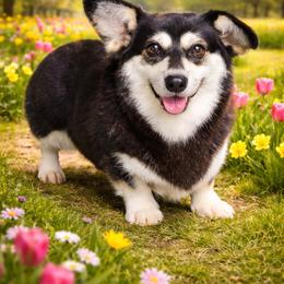 Pickles - Black and tan female Pembroke Welsh Corgi puppy in Charleston, Arkansas from Hilltop Corgis