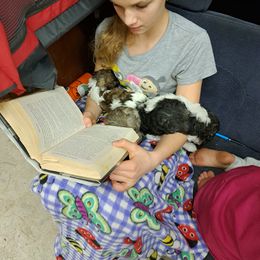 Poodle Puppies from Nothing better than Standard poodles