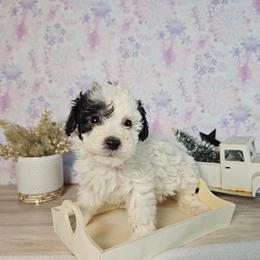 Astro - Parti male Poodle puppy in Doerun, Georgia from Twig & Tail Puppies