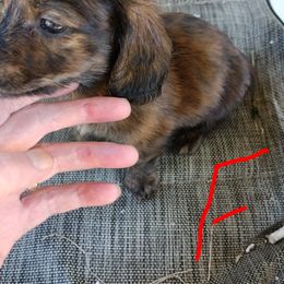 Dachshund Puppies from Bailey's Dachshunds