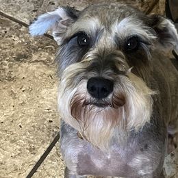 Miniature Schnauzers from Mini Beard Buster Kennel