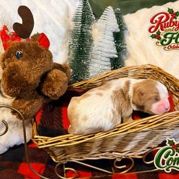 Comet - Blenheim male Cavalier King Charles Spaniel puppy in Destin, Florida from Ruby’s Coastal Cavaliers