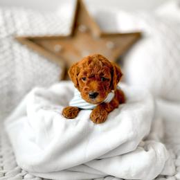 Pumbaa - Red  male Goldendoodle puppy in Springville, Utah from Happy Doodle