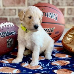 Hunter - Cream male Goldendoodle puppy in Ovilla, Texas from Osgood Doodles