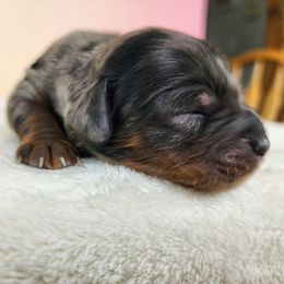 Demi - Merle female Cockapoo puppy in Louisburg, North Carolina from Raven Oak's Mini Cockapoos