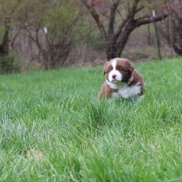 Australian Shepherd Puppies from Starlit Grove Australian Shepherds