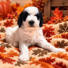 Olive - Parti female Goldendoodle puppy in Pittsburg, Texas from Grace Springs Goldendoodles