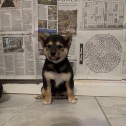 Fawn - Black and tan female Shiba Inu puppy in Las Vegas, Nevada from GBs Shiba Inu's