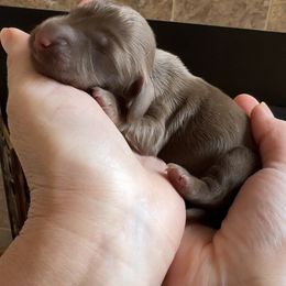 Snowbell (3400) - Chocolate and tan female Dachshund puppy in Steele, Alabama from Taylored Dachshunds