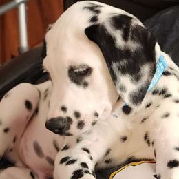 Teddy - White and black Dalmatian puppy in Old Fort, North Carolina from Smith's Dalmatians