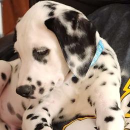 Teddy - White and black Dalmatian puppy in Old Fort, North Carolina from Smith's Dalmatians