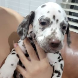 Dalmatian Puppies from RMS Dalmatians