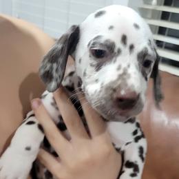 Dalmatian Puppies from RMS Dalmatians