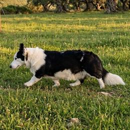Legacy's Lily Bet - Black and white female Cardigan Welsh Corgi puppy in Granite Falls, Washington from Mountain Paws Cardigan Welsh Corgis