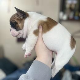 French Bulldog Puppies from The three little frenchies