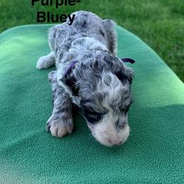 Mr.Purple - Blue merle male Aussiedoodle puppy in Williamsburg, Iowa from Terry Lynn's Aussiedoodles/Blue Dog Ranch