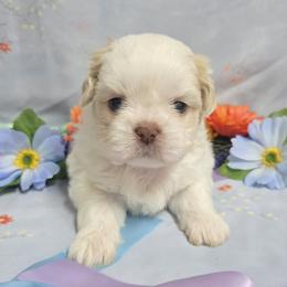 Liver Cream Boy - Cream and white male Shih Tzu puppy in Vinita, Oklahoma from Locust Creek Shih Tzu & Havanese
