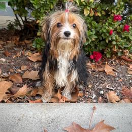 Babydoll - Parti female Yorkshire Terrier puppy in Roseville, California from Blueberry Brook Yorkies